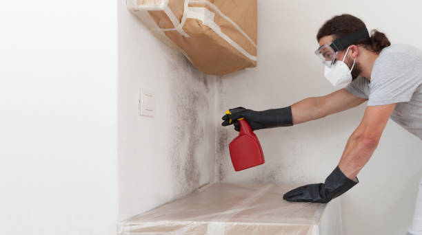 Professional Attic Mold Remediation technician working in Albertson, NY